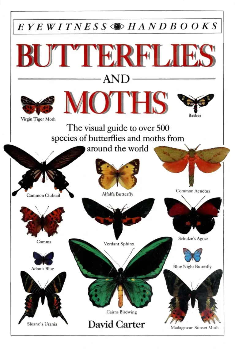 Butterflies and Moths