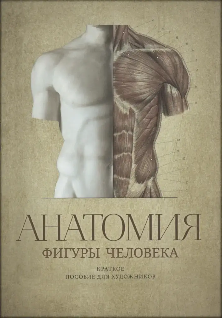 Анатомия фигуры человека: Краткое пособие для художников
