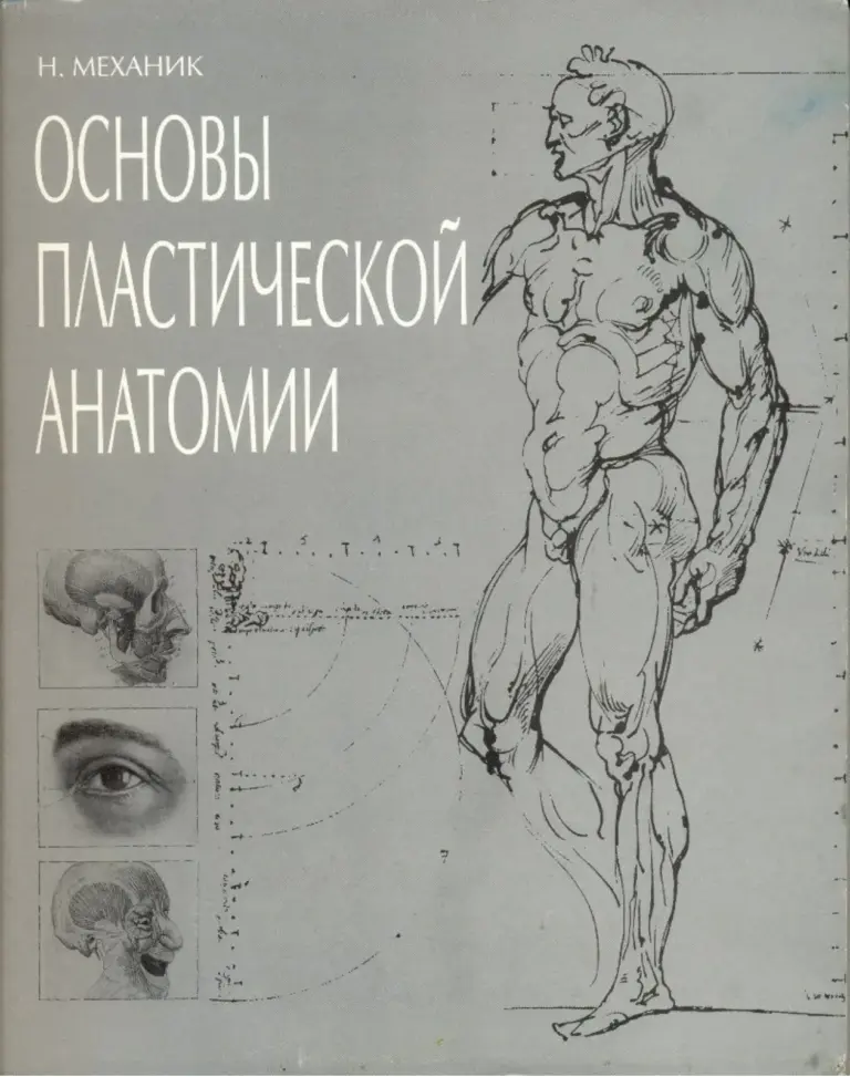 Основы пластической анатомии