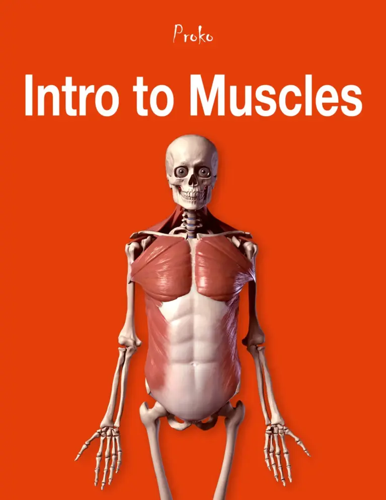 Intro to Muscles