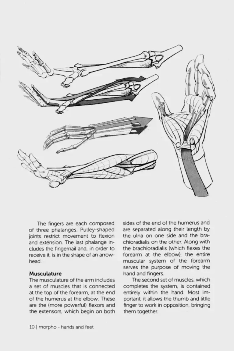 Morpho Hands and Feet Anatomy for Artists