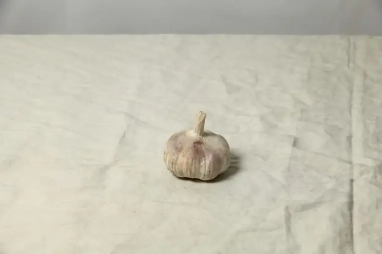 Single Still Life Reference