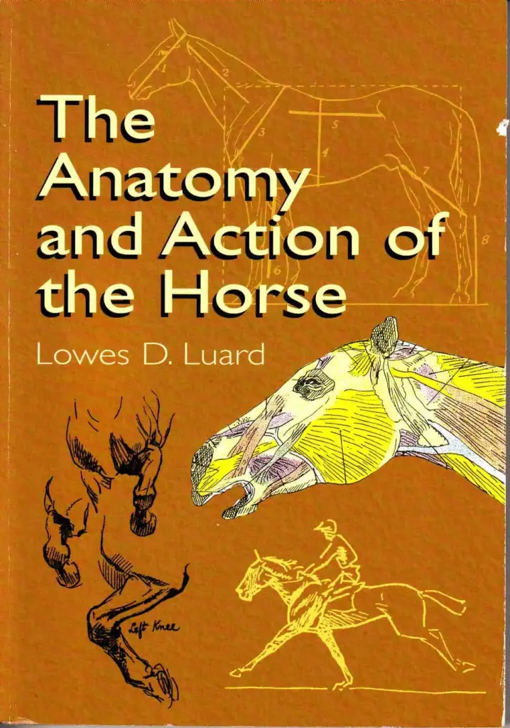 The Anatomy and Action of the Horse