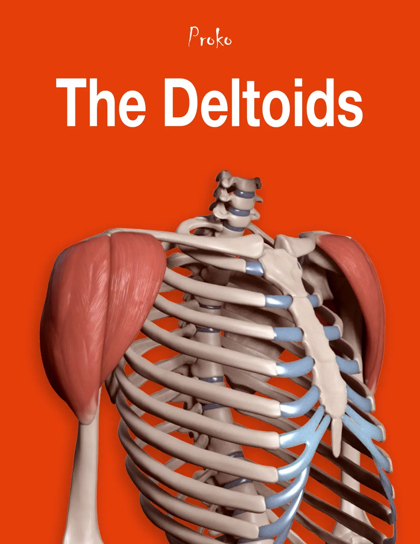 The Deltoid Muscles