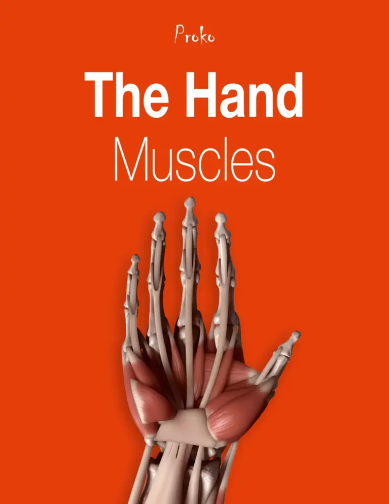 The Hand Muscles