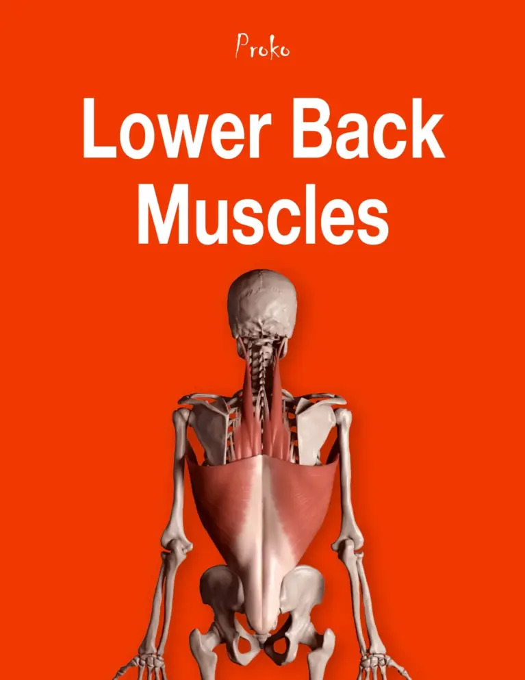 The Lower Back Muscles