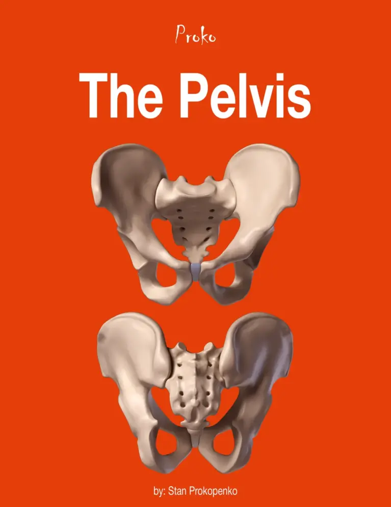 The Pelvis