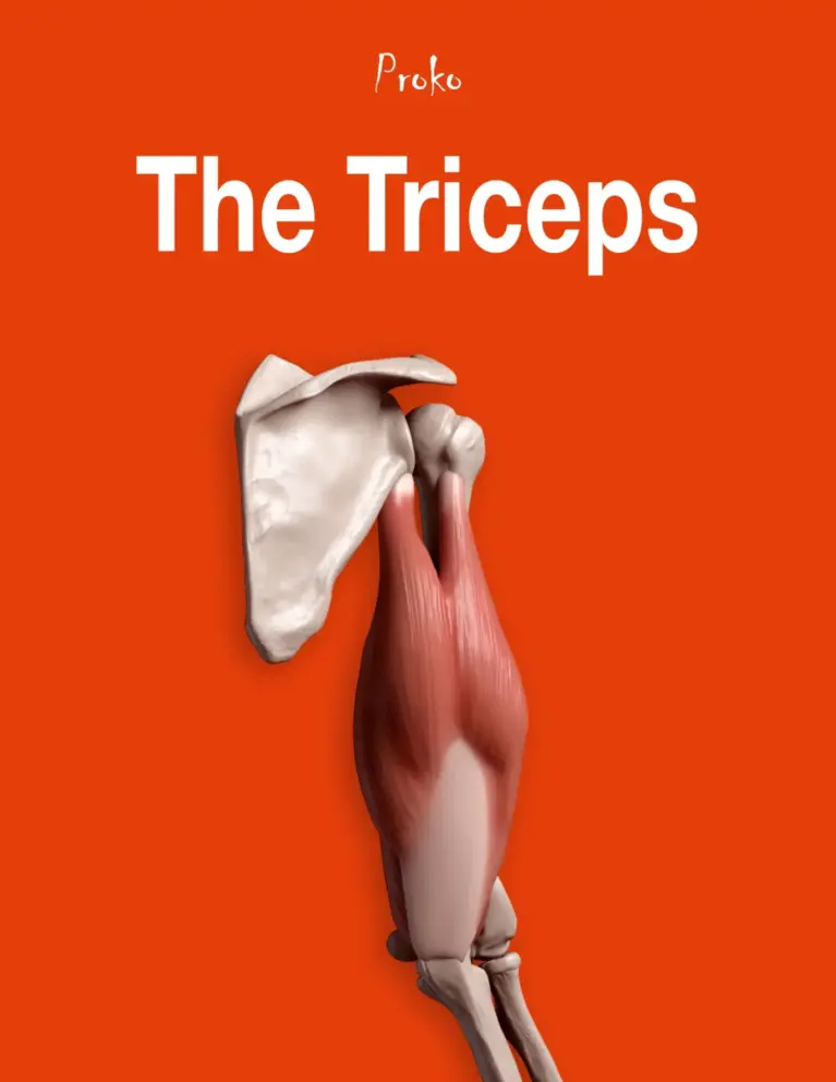 The Triceps Muscles