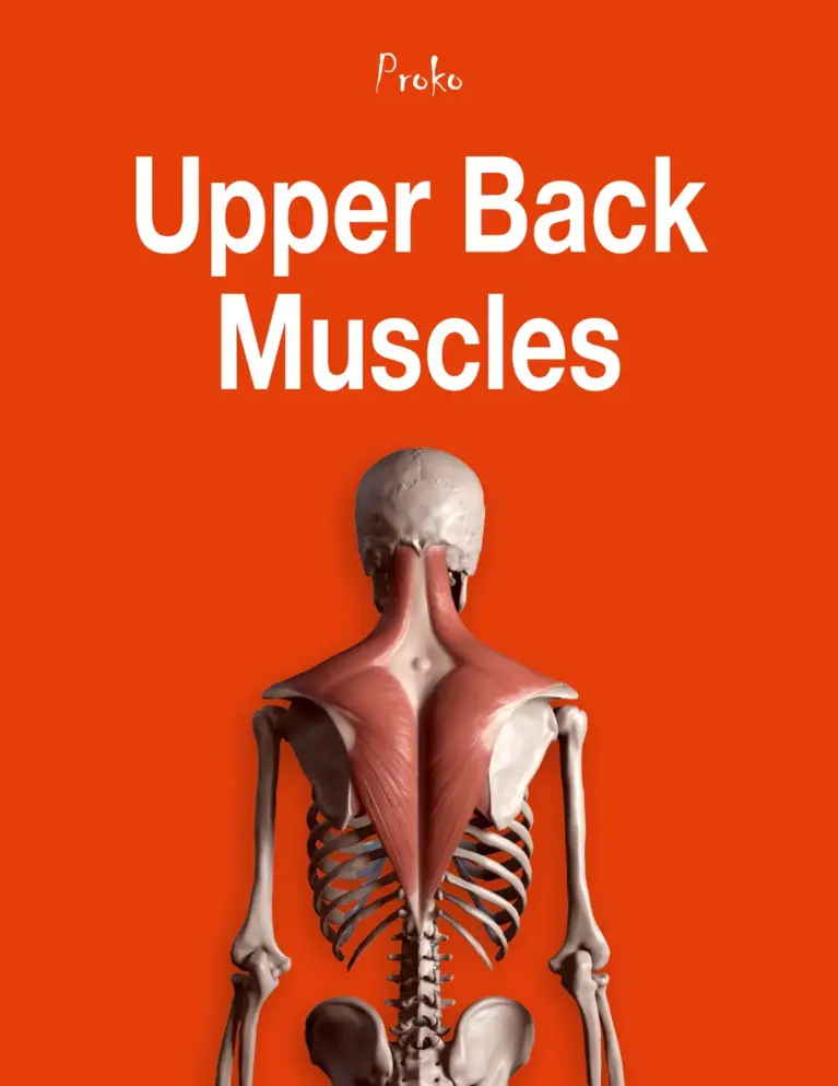The Upper Back Muscles