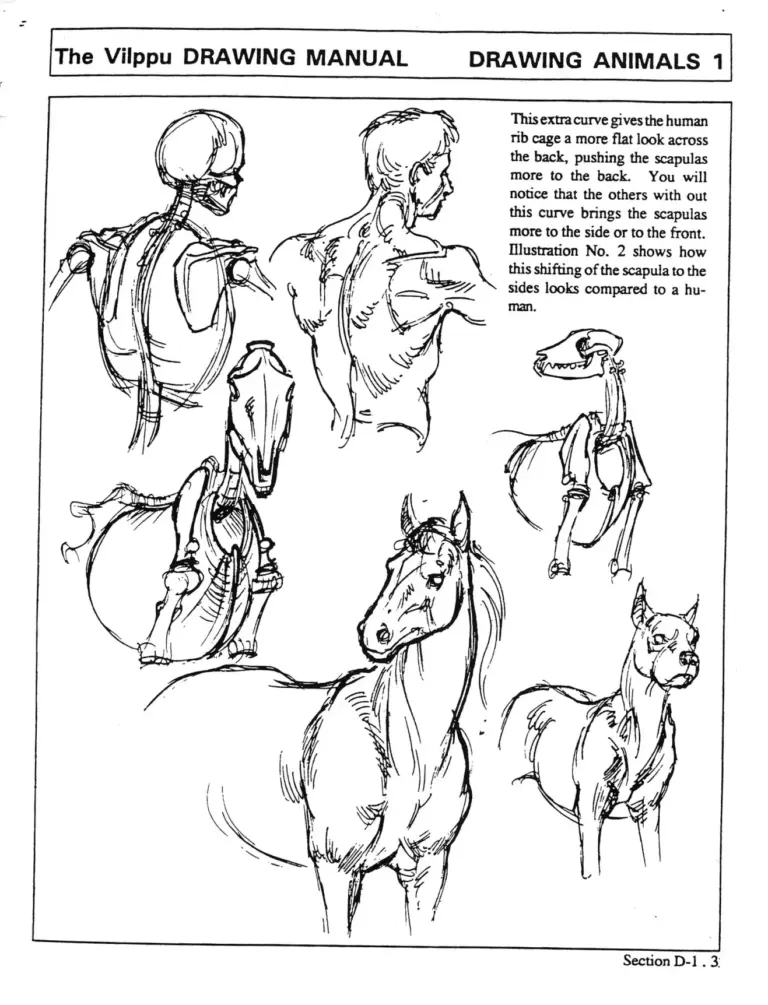 Vilppu Drawing Manual – Drawing Animals