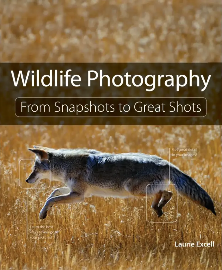 Wildlife Photography: From Snapshots to Great Shots