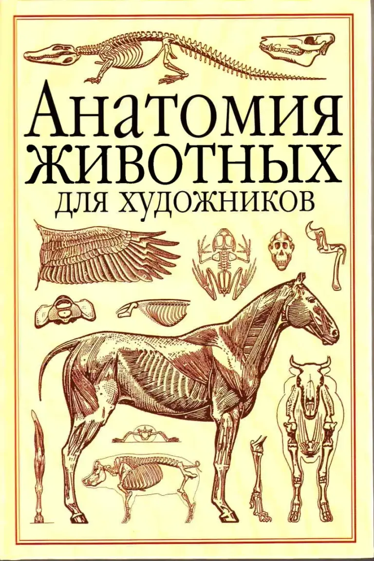 Анатомия животных для художников
