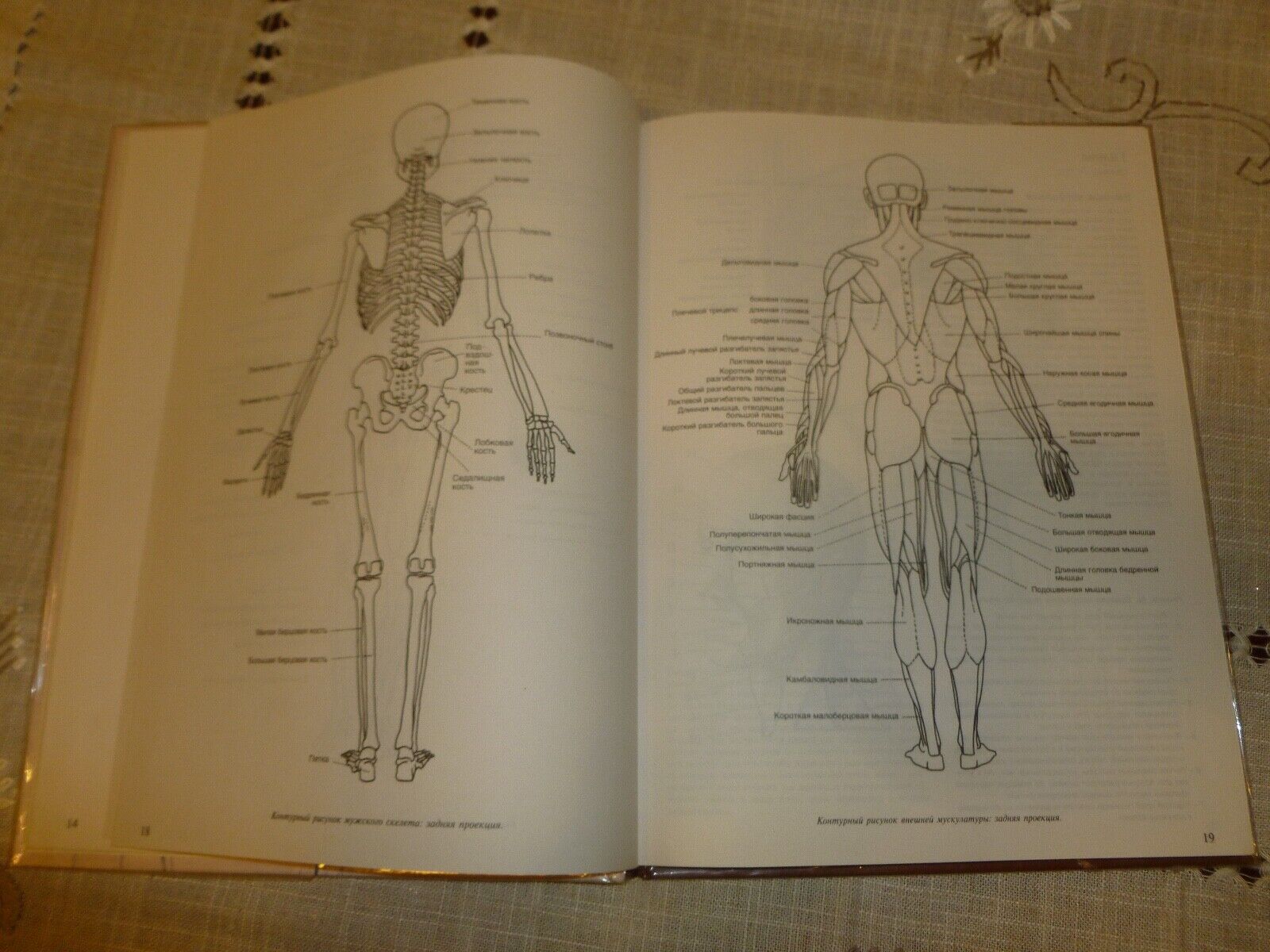 Chivardi D. — Figure. Artistic image in anatomical drawing ISBN: 5-04-008469-2